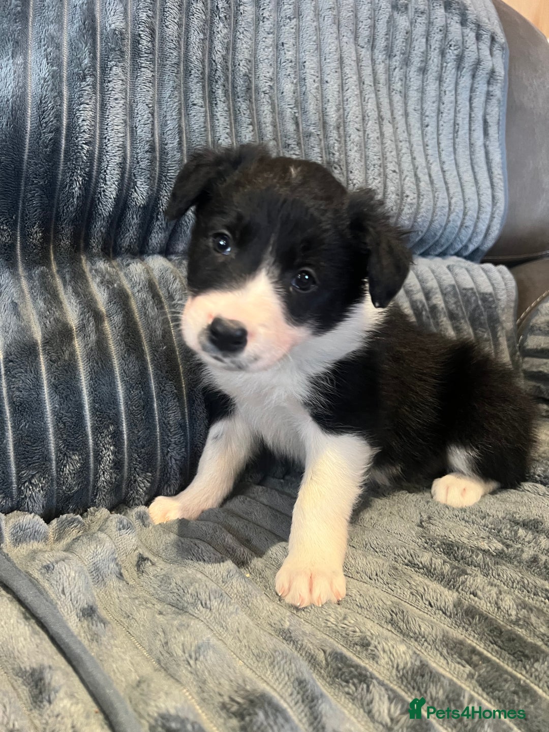 Border Collie dogs for sale: Sheep dog pupps for sale  - Advert 4