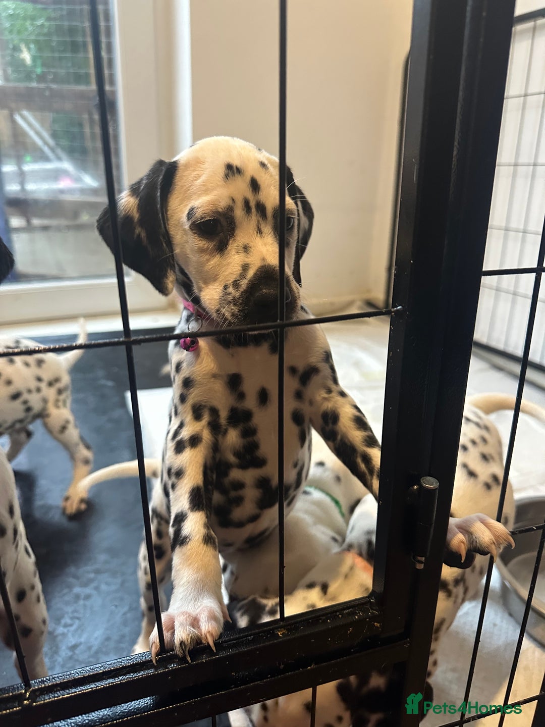 Dalmatian dogs for sale: Dalmatian boys 2 stunning boys left - Advert 11
