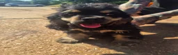 American Cocker Spaniel dogs for sale: stunning KC reg male American Cocker Spaniel - Advert 5