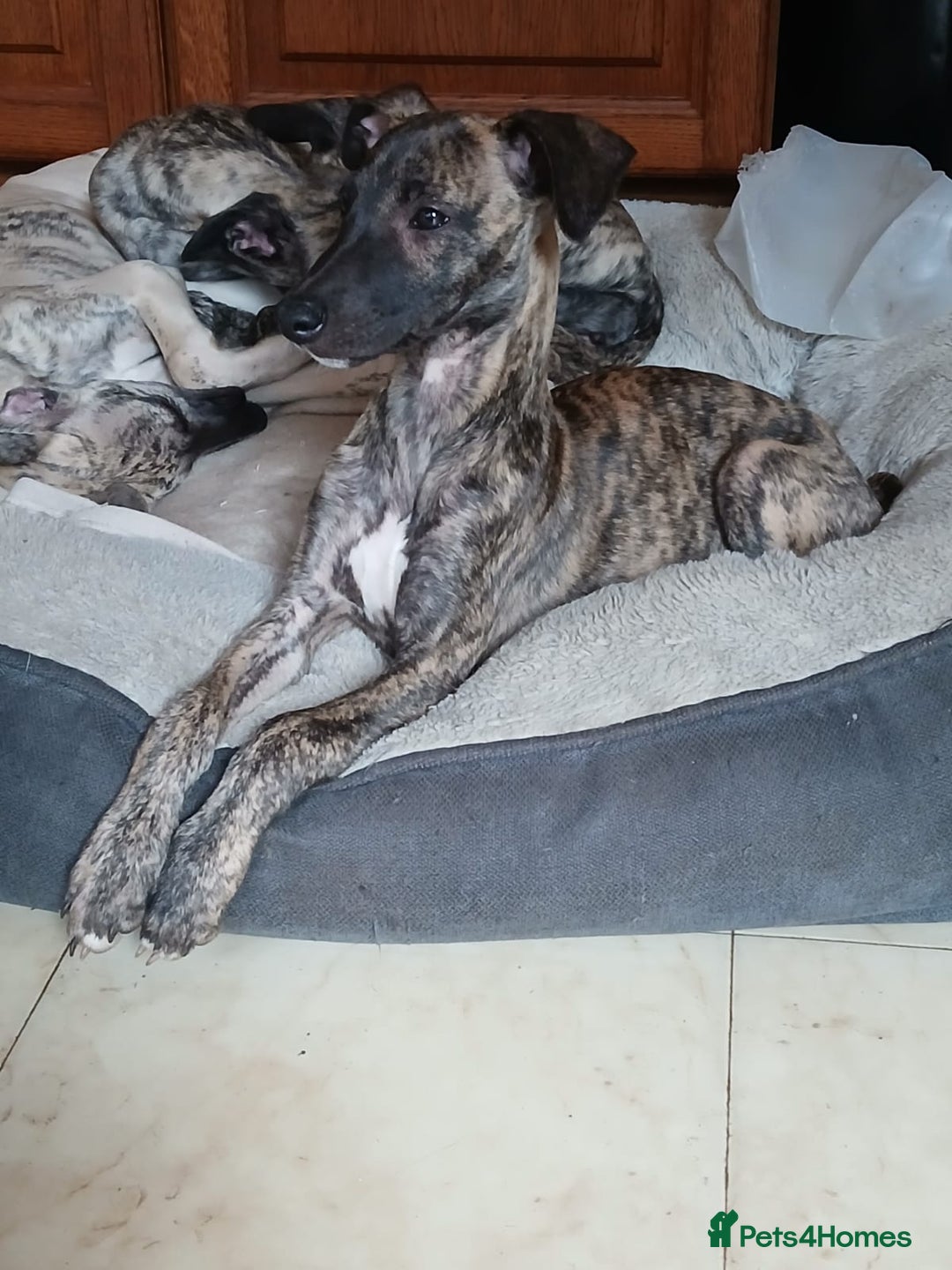 Whippet dogs for sale: 5 glorious KC boys ready now. KC Sire heart tested - Advert 6