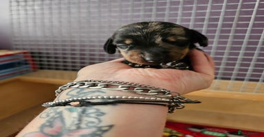 Miniature Dachshund dogs - Advert 11
