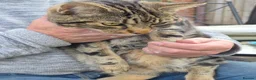 Mixed Breed cats for sale: Luna and Tiger in Bridgnorth - Advert 6