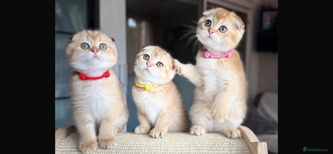 Scottish Fold cats for sale: Beautiful TICA-Reg Scottish Fold Girls - Image 9