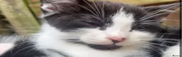 Mixed Breed cats for sale: Mixture of black & white ready to go mixed breed - Advert 3