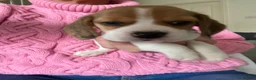 Beagle dogs for sale: KC Reg Pure Pedigree champ Beagle  - Advert 18