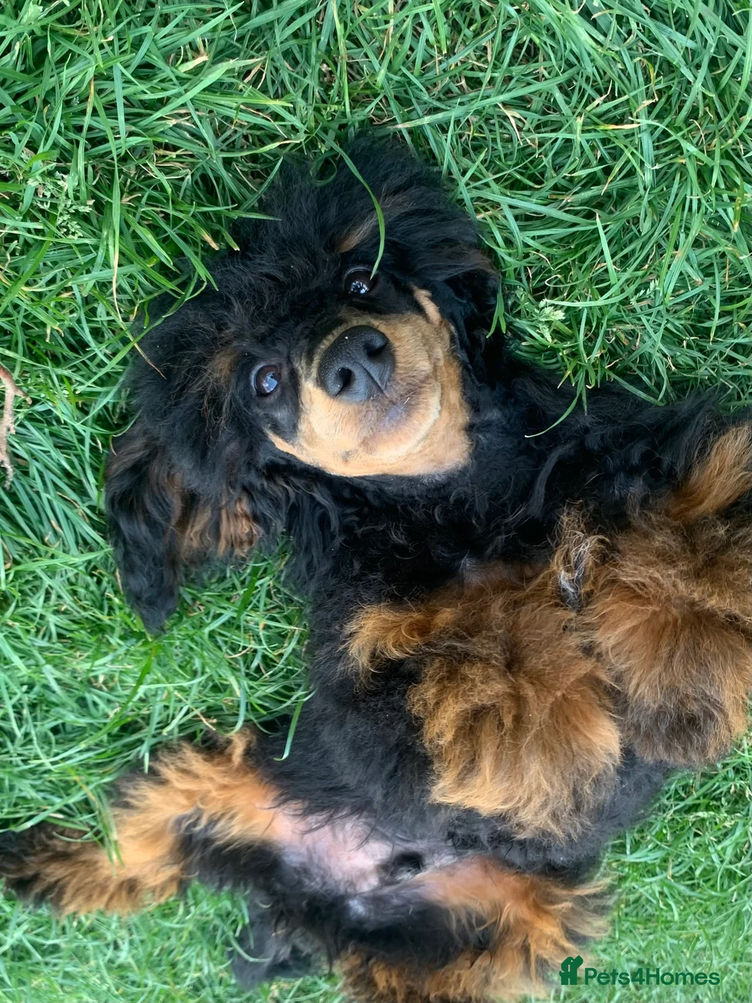 Miniature Poodle dogs for stud: MONKEY! Health tested, phantom poodle proven STUD  in Bacup - Advert 2