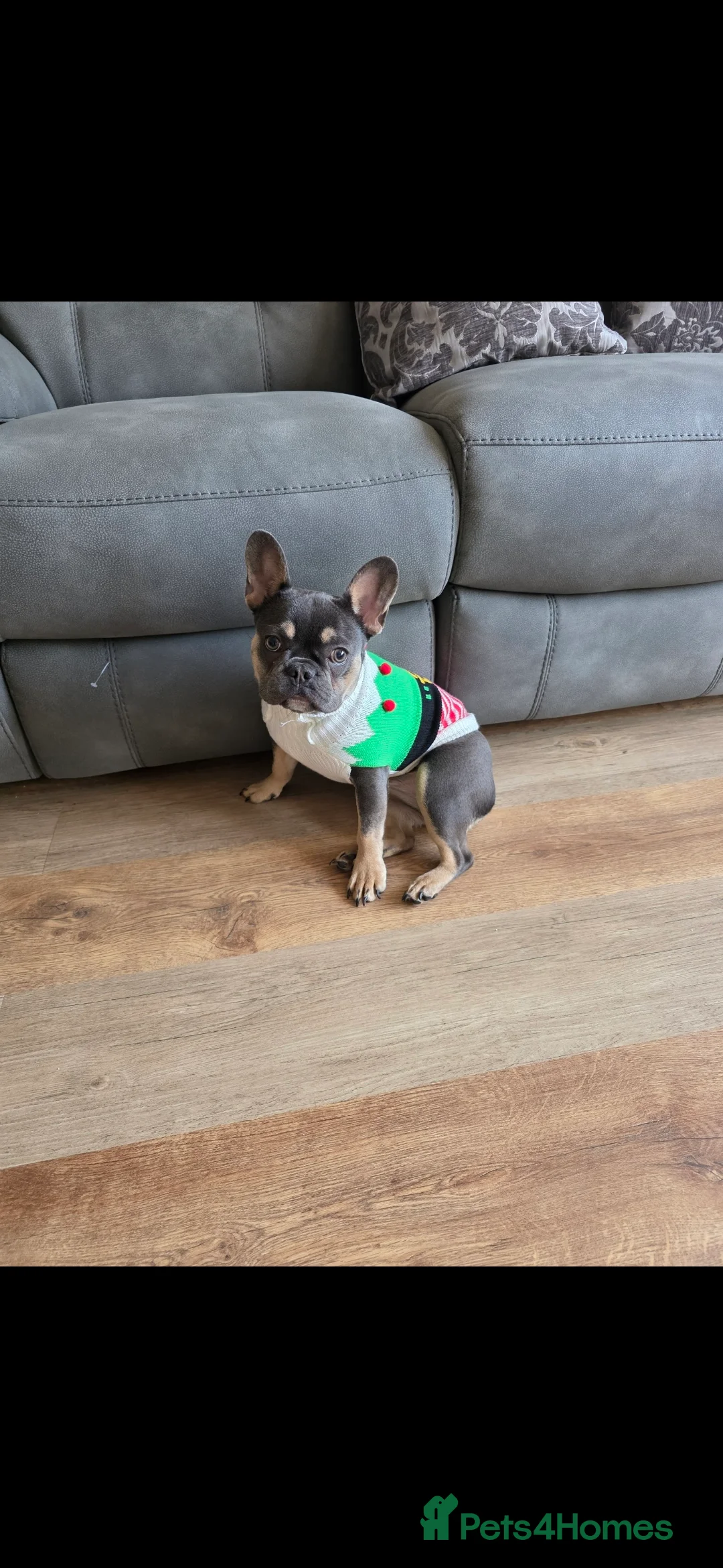 French Bulldog dogs for sale: Pedigree French bulldog Bonnie  - Advert 2