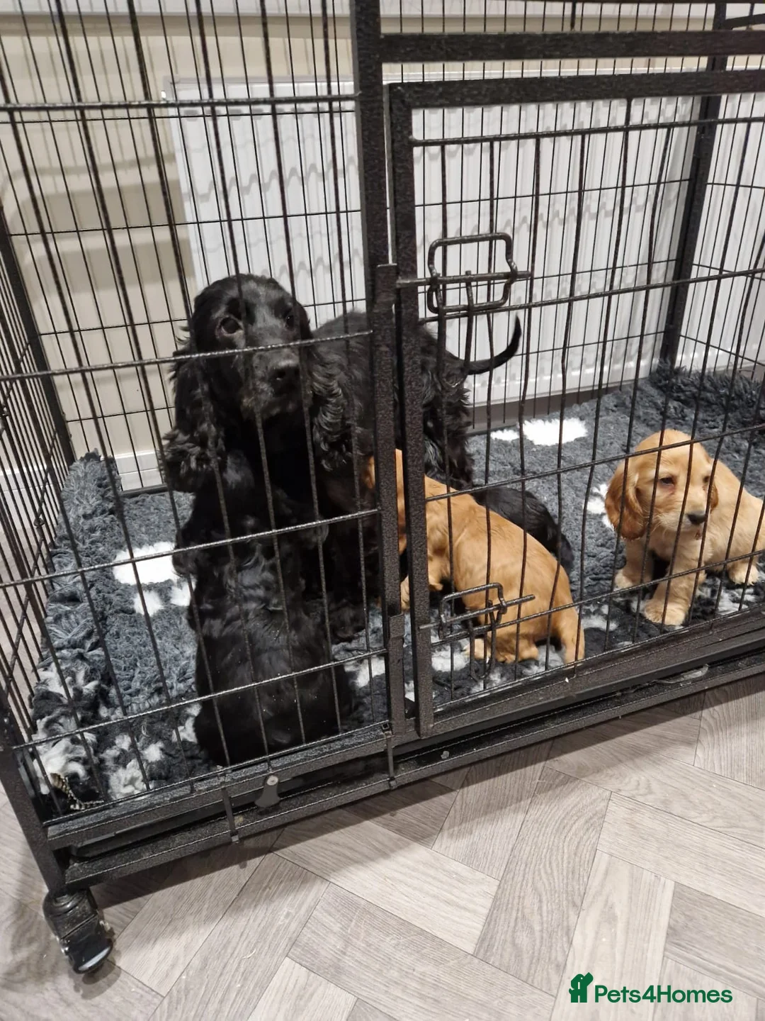 Cocker Spaniel dogs for sale: Stunning Show Cocker puppies ready now  in Huddersfield - Advert 1