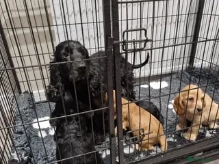 Cocker Spaniel dogs Stunning Show Cocker puppies ready now - Advert 3