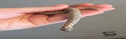 Snake reptiles for sale: Western Hognose Babies - Normal and Axanthics - Advert 6