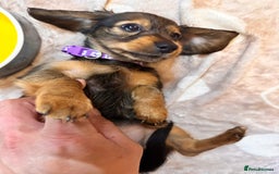 Miniature Dachshund dogs for sale: Miniature Long-Haired Dachshund Puppies - Image 8