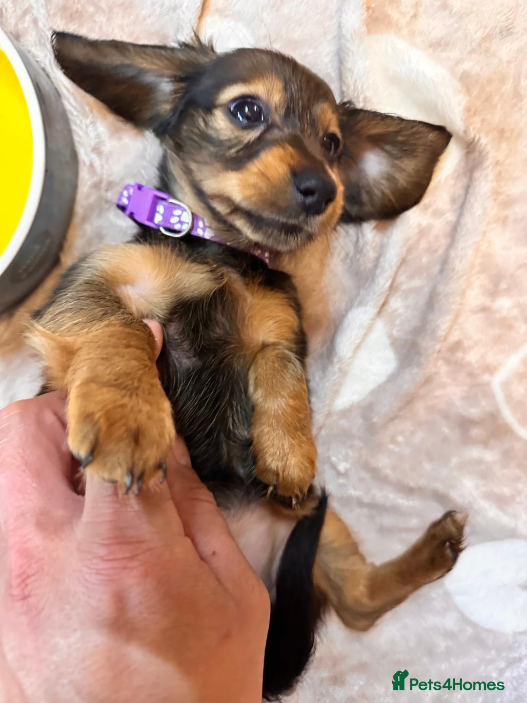 Miniature Dachshund dogs for sale: Miniature Long-Haired Dachshund Puppies - Image 8