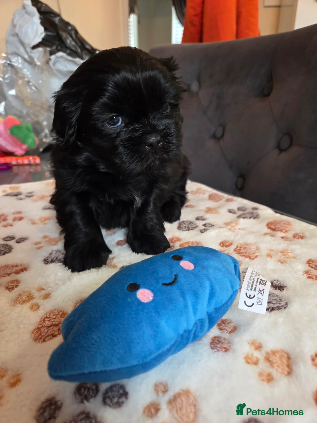 Shih Tzu dogs for sale: Shih Tzu Puppies For Sale - - Advert 29
