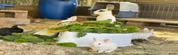 Mixed Breed rabbits for sale: Mixed breed pet rabbits in Welshpool - Advert 4