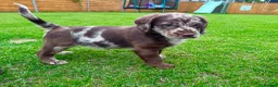 Labradoodle dogs for sale: Chocolate & chocolate Merle Babies 🐾🐾🐾 - Advert 11
