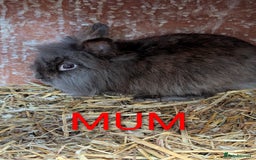 Lionhead rabbits for sale: 4x lionhead bunnies 8 week old 1x girl and 3x boys - Image 8