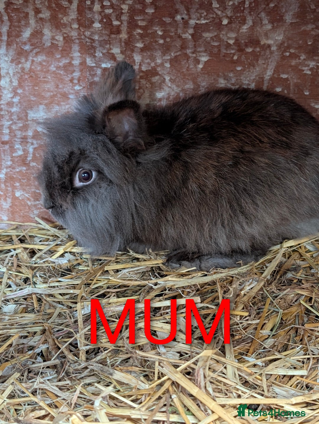 Lionhead rabbits for sale: 4x lionhead bunnies 8 week old 1x girl and 3x boys - Image 8
