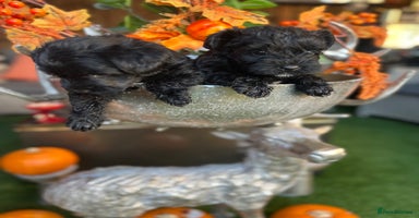 Yorkiepoo dogs Yorkiepoo Puppys - Advert 15