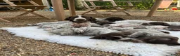 German Shorthaired Pointer dogs for sale: Lovely German shorthaired pointer pups Kc reg  - Advert 1