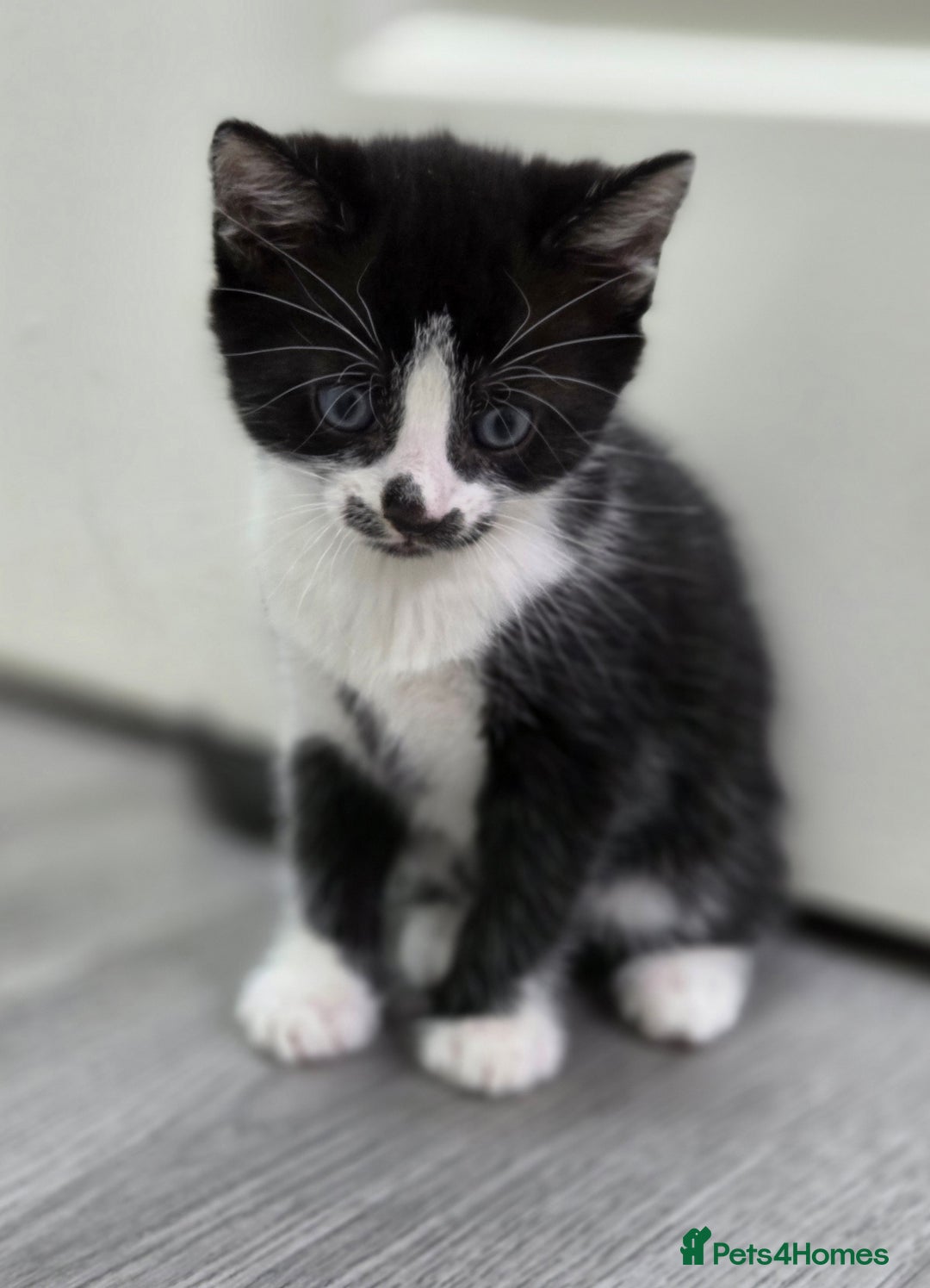 Mixed Breed cats for sale: Mixed breed kittens - Advert 16