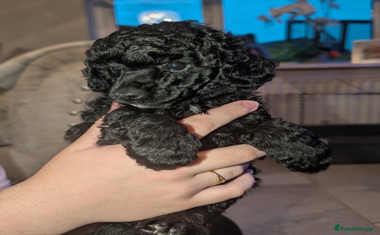 Toy Poodle dogs - Advert 9