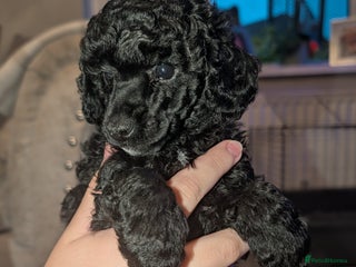 Toy Poodle dogs - Advert 7