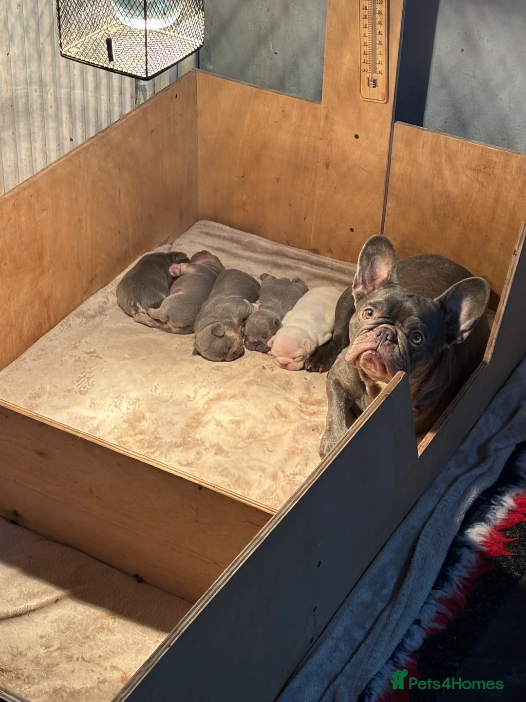 French Bulldog dogs for sale: French bulldog puppies - Advert 26