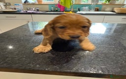 Cocker Spaniel dogs for sale: Working cocker spaniels (red)  - Image 6