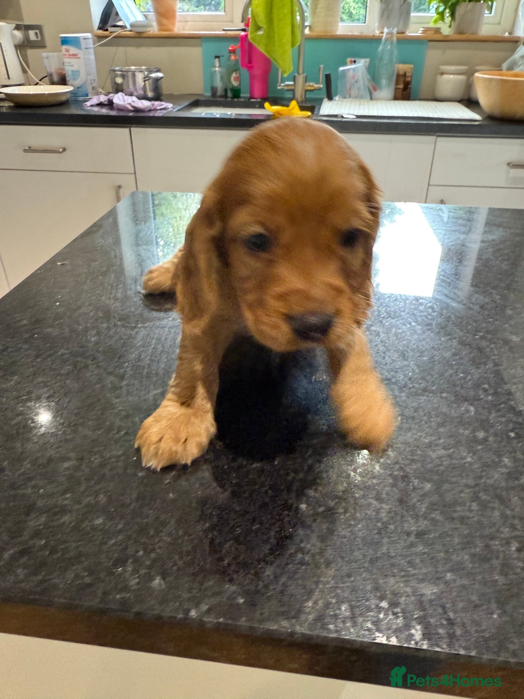 Cocker Spaniel dogs for sale: Working cocker spaniels (red)  - Image 6