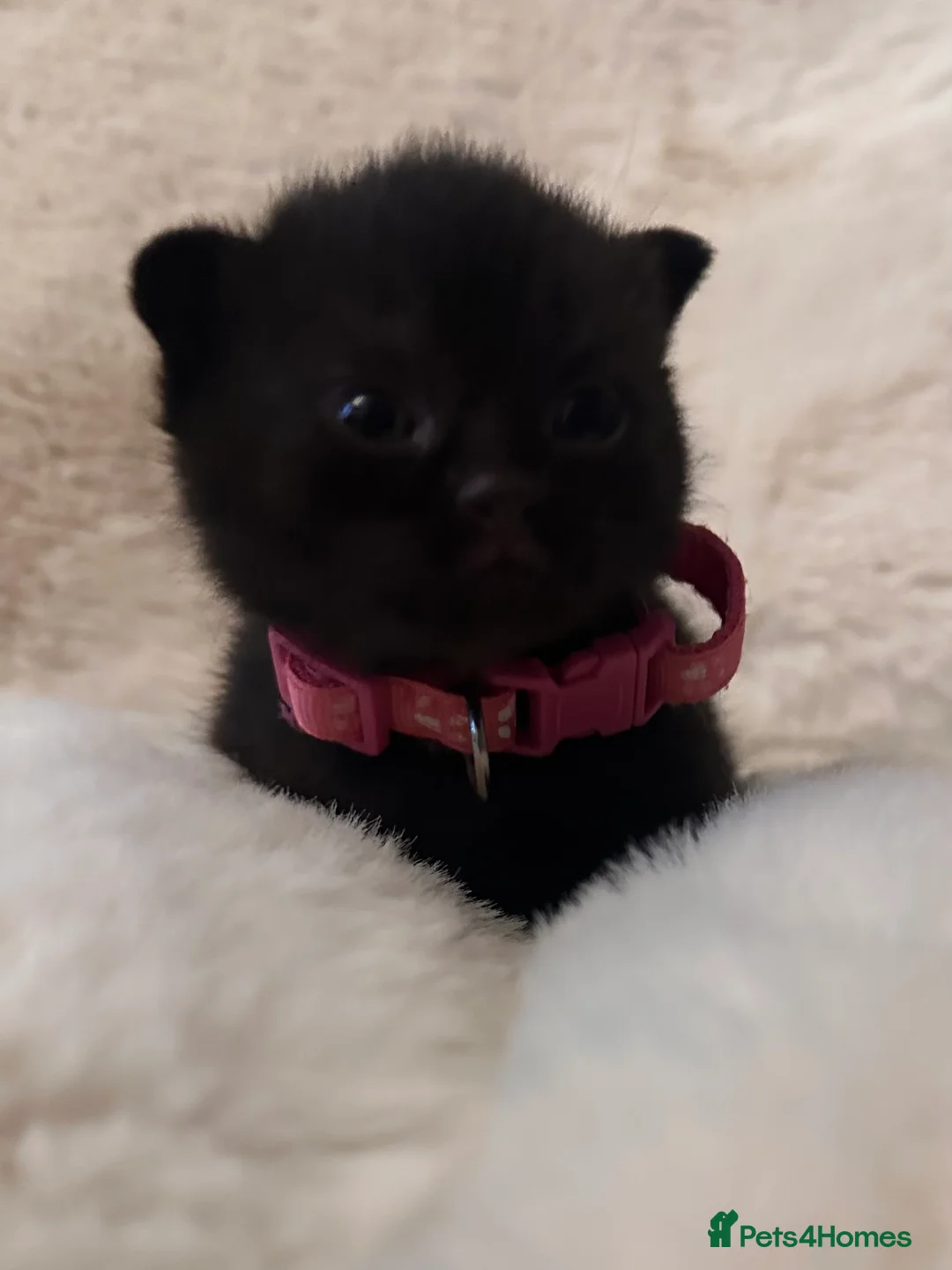 Scottish Fold cats for sale: Last rare choc baby available, weaned & ready ❤️  - Advert 6