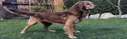 Golden Retriever dogs for sale: KC Reg Dark Red Golden Retriever-100% DNA Tested - Advert 12