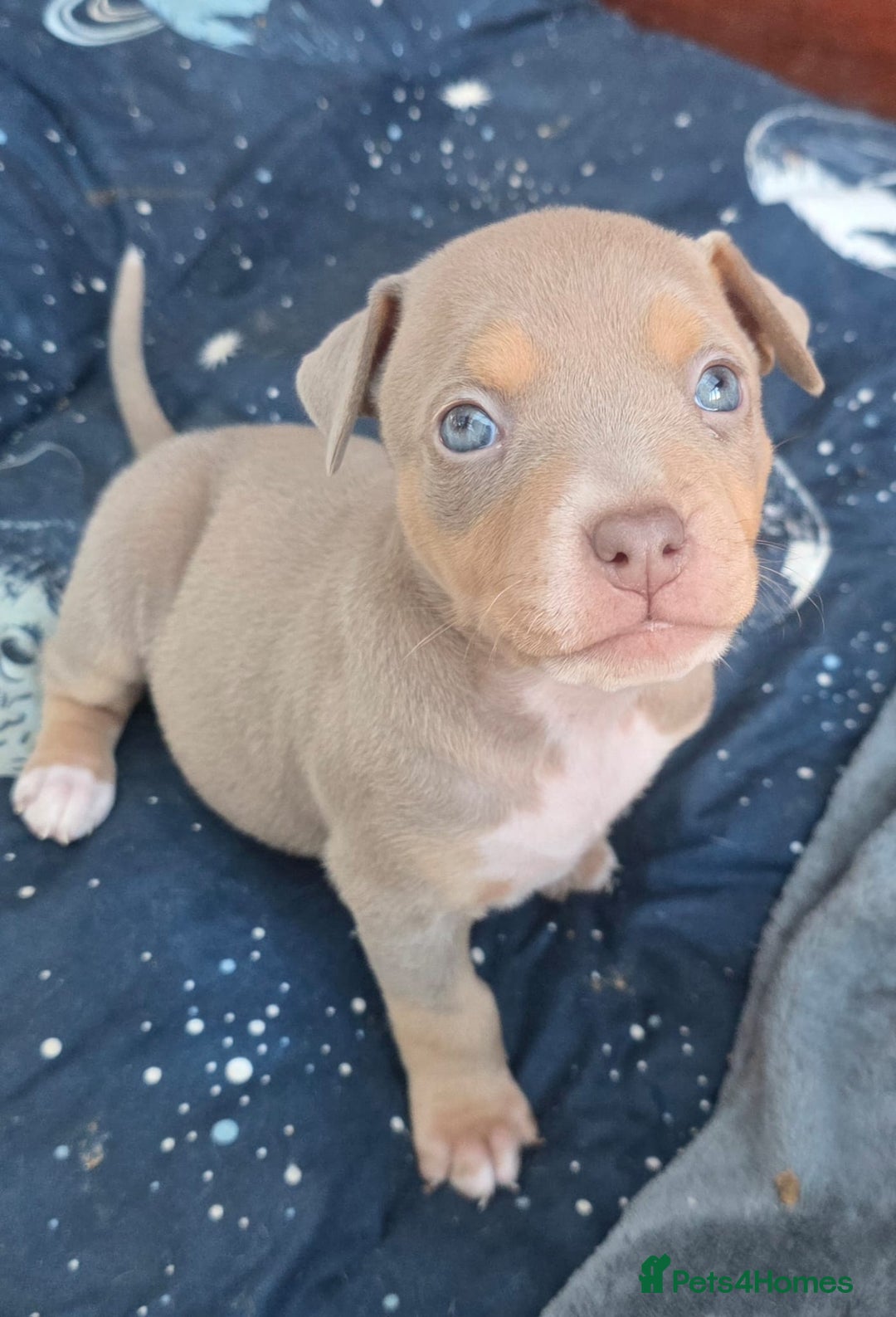 Mixed Breed dogs for sale: Doberman X Bully - Advert 6