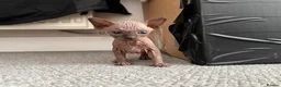 Sphynx cats for sale: Sphinx for sale - Advert 2