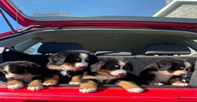 Bernese Mountain Dog dogs in Aberystwyth - Advert 13