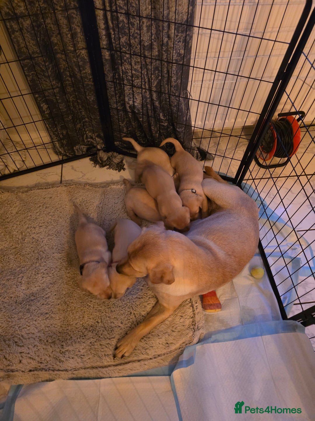 Labrador Retriever dogs for sale: Labrador retriever  - Image 4