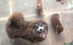 Pomsky dogs for sale: Rare lilac/tan tiny toysize Pomsky puppies - Image 14