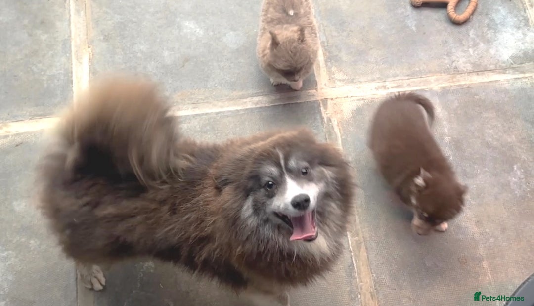Pomsky dogs for sale: Rare lilac/tan tiny toysize Pomsky puppies - Image 14