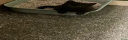 Mixed Breed cats for sale: All black boy looking for new home  in Windsor - Advert 3