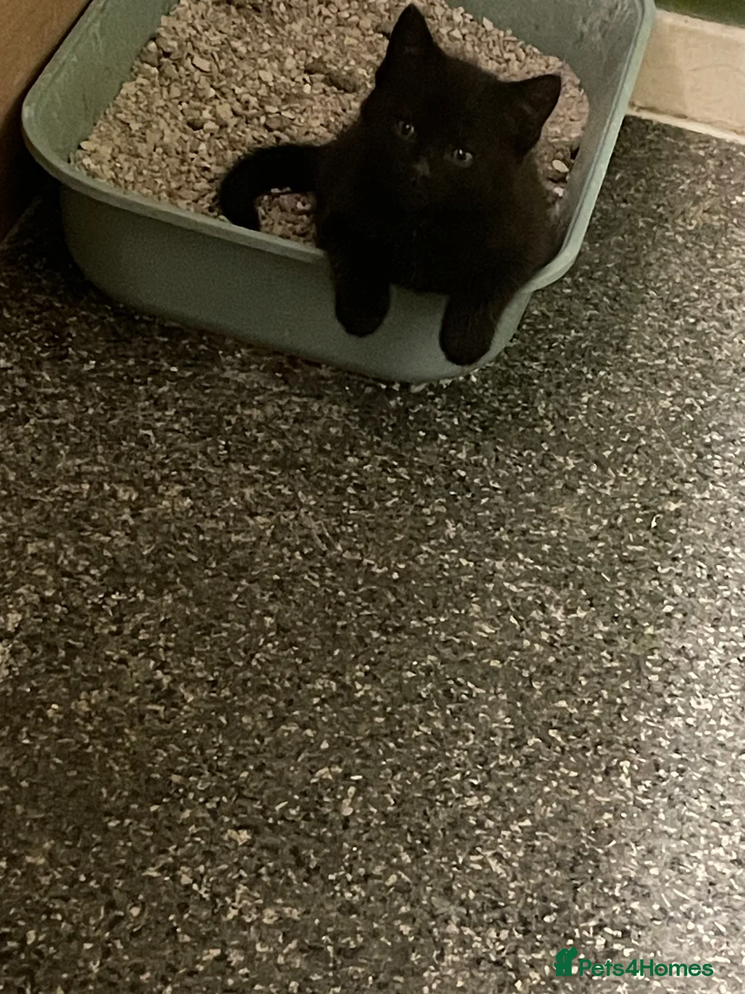 Mixed Breed cats for sale: All black boy looking for new home  in Windsor - Advert 3