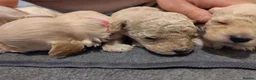 Cockapoo dogs for sale: F1B Cockapoo Puppies | KC Reg. Toy Poodle Dad - Advert 12