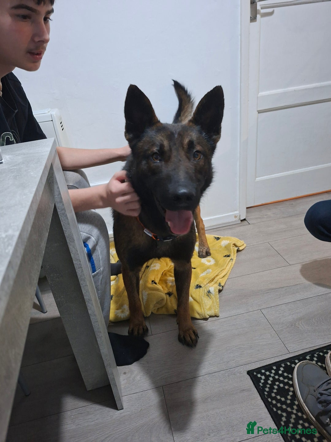 Belgian Shepherd Dog dogs for sale: Male  - Advert 3