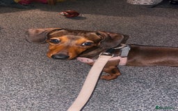 Dachshund dogs for sale: Fifi  - Image 5