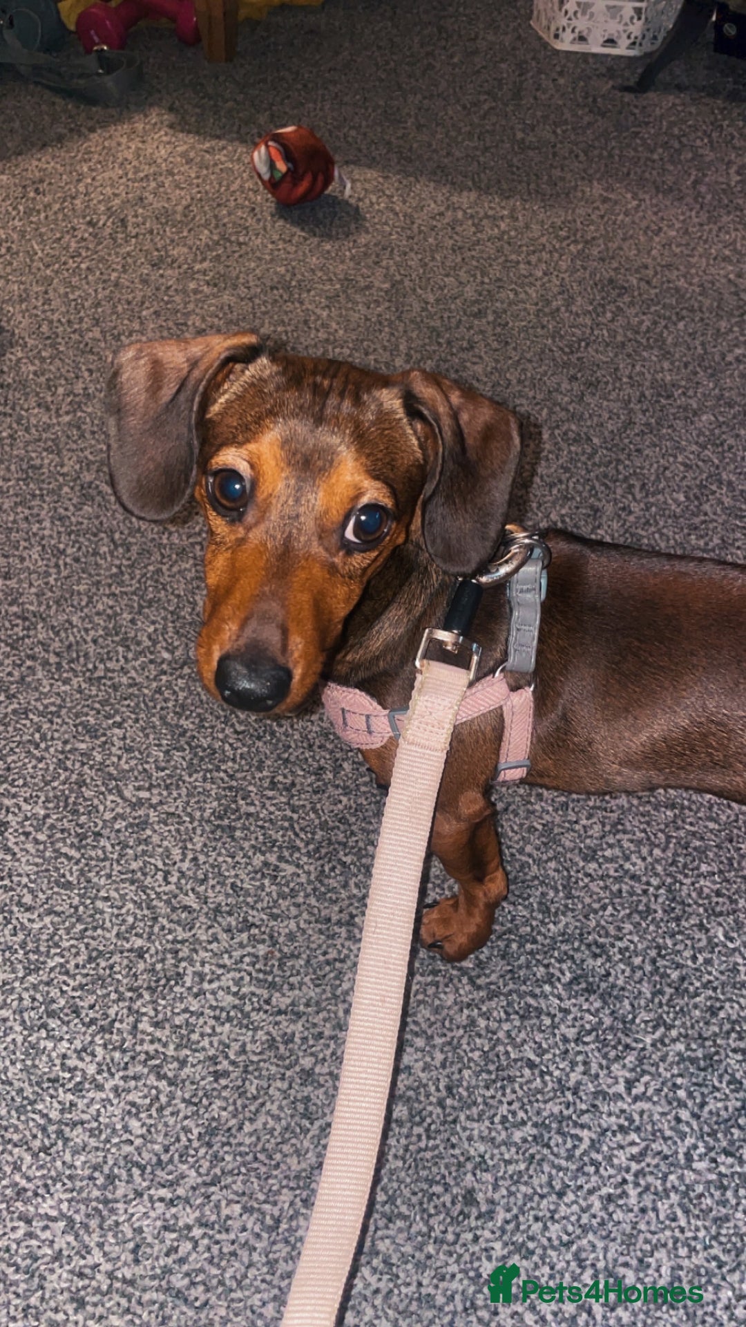 Dachshund dogs for sale: Fifi  - Image 5