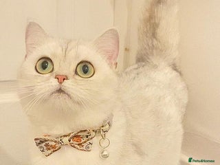 British Shorthair cats Golden stripes snow flakes BSH - Advert 4