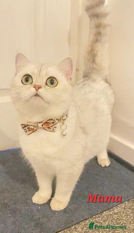 British Shorthair cats Golden stripes snow flakes BSH - Advert 12