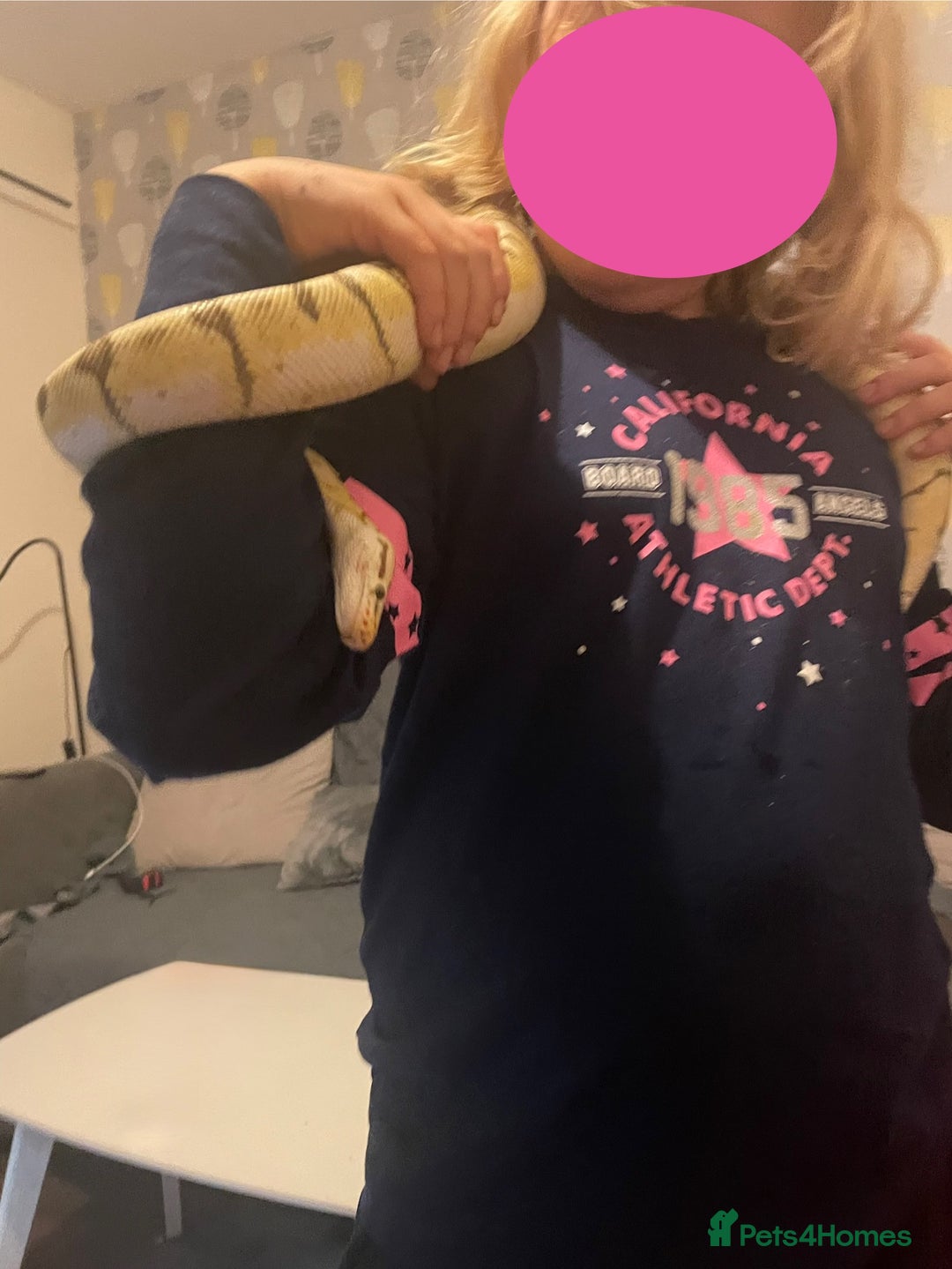 Python Snake reptiles for sale: Royal Python & enclosure - Image 3