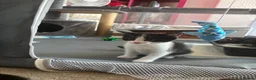 Mixed Breed cats for sale: Gorgeous kittens 🐱  - Advert 4
