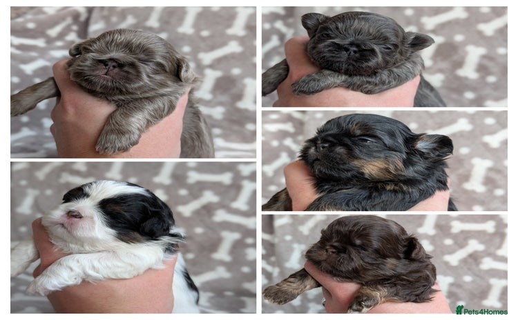 Shih Tzu dogs - Advert 6