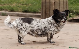 Mixed Breed dogs for adoption: 💖🐶 LYRA 🐶💖 - Image 20
