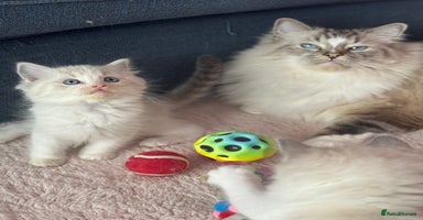Ragdoll cats - Advert 1